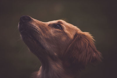 Close-up of a dog looking away