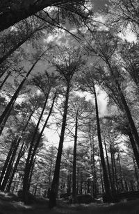 Low angle view of trees in forest against sky