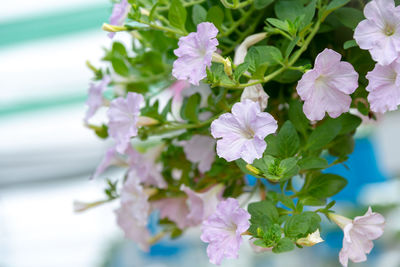 Close-up of purple flowering plant