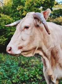 Close-up of cow