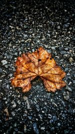 Close-up of maple leaves