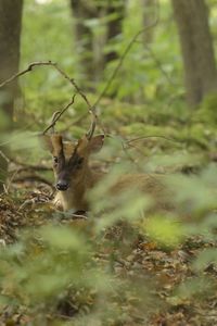 Deer on field in forest