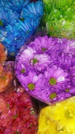 Close-up of purple flowers