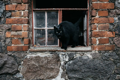 Cat lying on brick wall