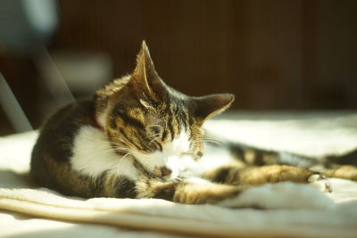 Close-up of cat relaxing at home