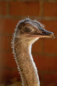 Close-up of a bird looking away