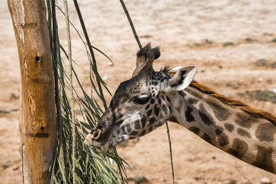 Giraffe eating leaves of tree at san diego safari park