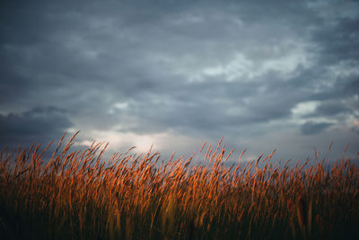 Crops growing on field against sky