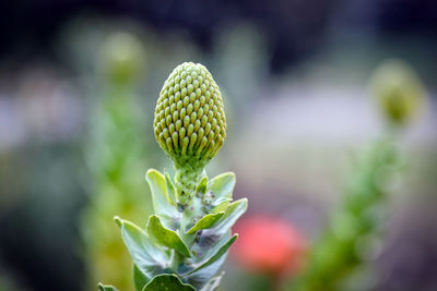 Close-up of flowering plant