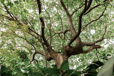 Low angle view of trees and plants in forest