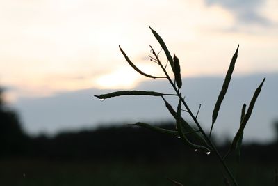 Close-up of silhouette plant on field against sky during sunset
