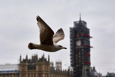 Low angle view of eagle flying against sky and bigben