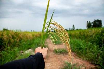 Hand holding plant on field against sky