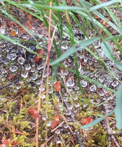 Close-up of plant growing in field