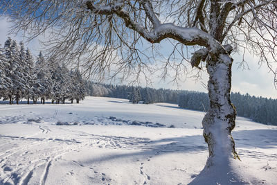 Trees on snow covered field