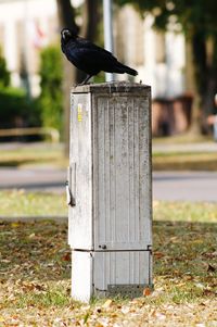 Close-up of bird perching on wooden post in park