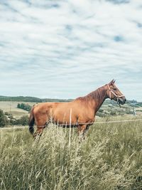 View of horse on land