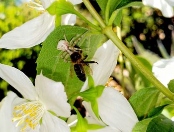 Close-up of insect on flower