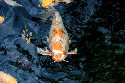 High angle view of koi carps swimming in lake