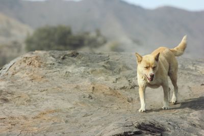View of a dog on rock