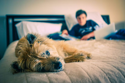 Dog lying down on bed at home