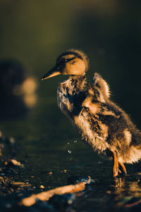 Close-up of duckling 