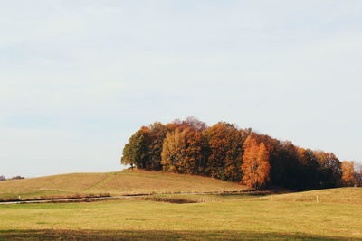 Trees on field against sky