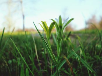 Close-up of plants growing on field