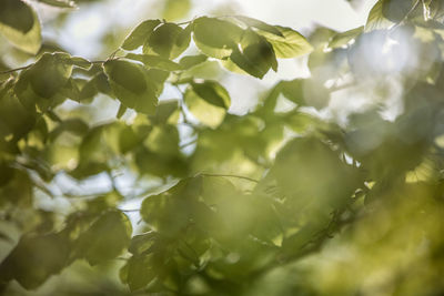 Low angle view of fruits on tree