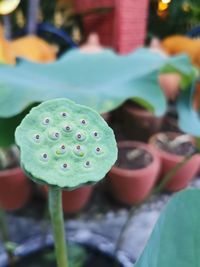 Close-up of lotus water lily