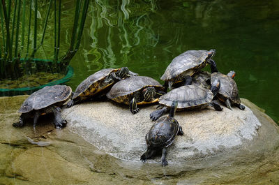 View of crab on rock in lake