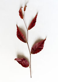 Close-up of red flower against white background