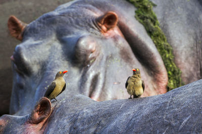 Close-up of birds on hippopotamus
