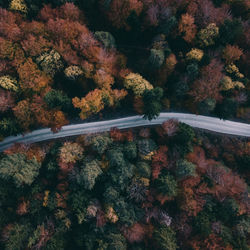 High angle view of road amidst trees during autumn