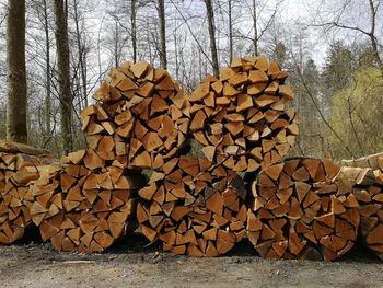 Stack of logs in forest