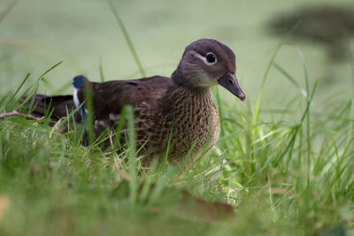 Close-up of a bird on field