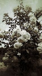 Close-up of white flowers