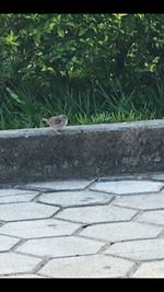 Bird perching on ground