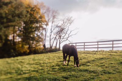 Horse grazing in a field