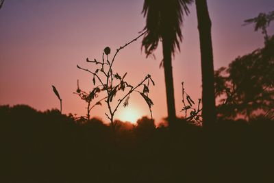 Silhouette trees against sky during sunset