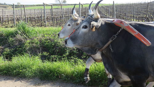 Pair of bulls with yoke at farm