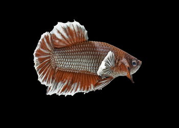 Close-up of fish swimming against black background