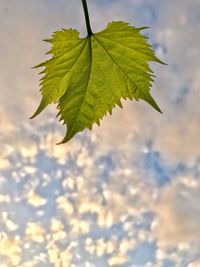 Close-up of leaf on branch against sky