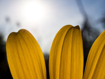 Close-up of yellow flowering plant