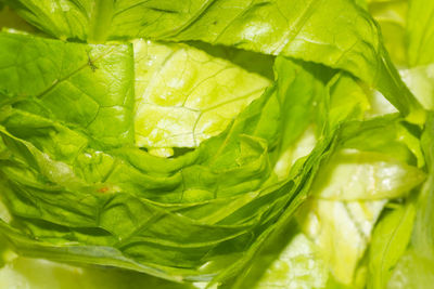 Close-up of green leaves