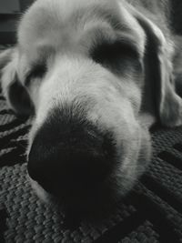 Close-up of dog relaxing on floor