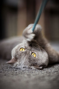 Close-up portrait of a cat