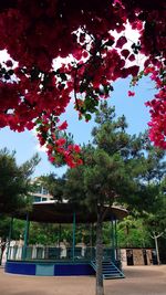 Low angle view of trees in park against blue sky