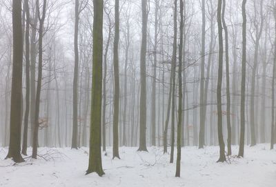 Trees in forest during winter