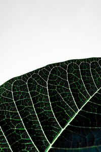 Close-up of leaf against clear sky